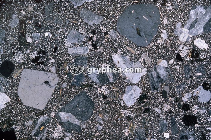 Rhyolite LPA x2,5 - gryphea.com